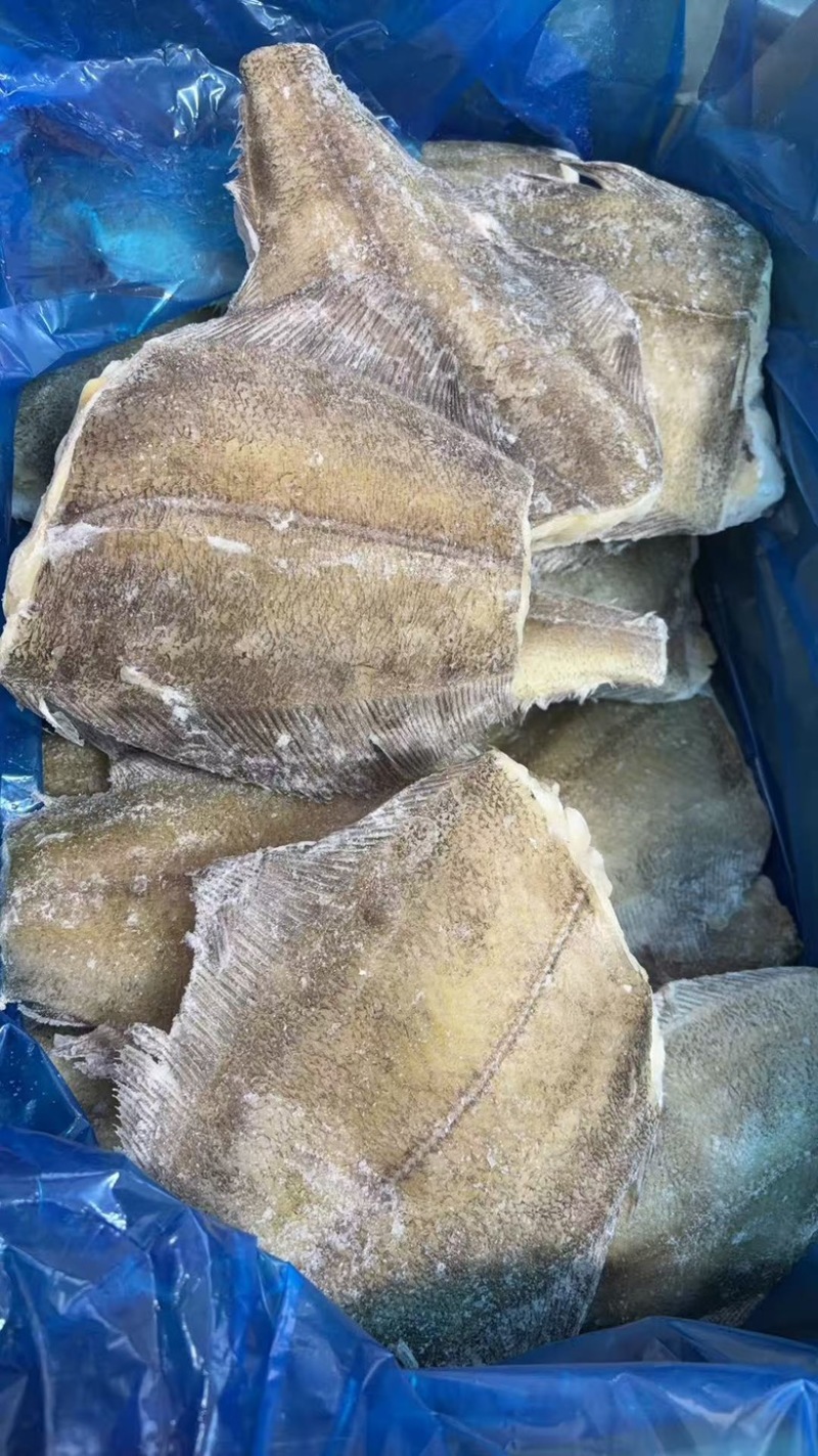 整条鲽鱼比目鱼鸦片鱼无冰大鲽鱼蝶鱼海鱼批发商用整条鲽鱼
