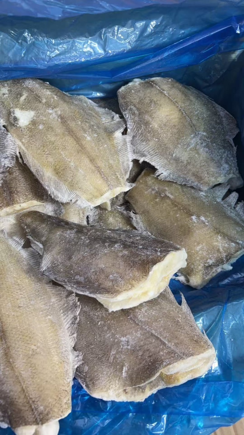 整条鲽鱼比目鱼鸦片鱼无冰大鲽鱼蝶鱼海鱼批发商用整条鲽鱼