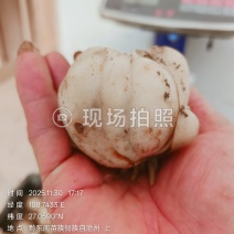 高片精品药食同源百合种球出售品质有保证
