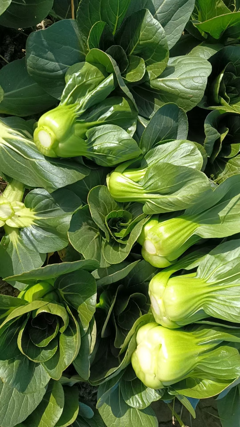 矮脚小黑菜