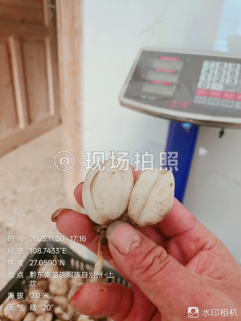 高片精品药食同源百合种球出售品质有保证