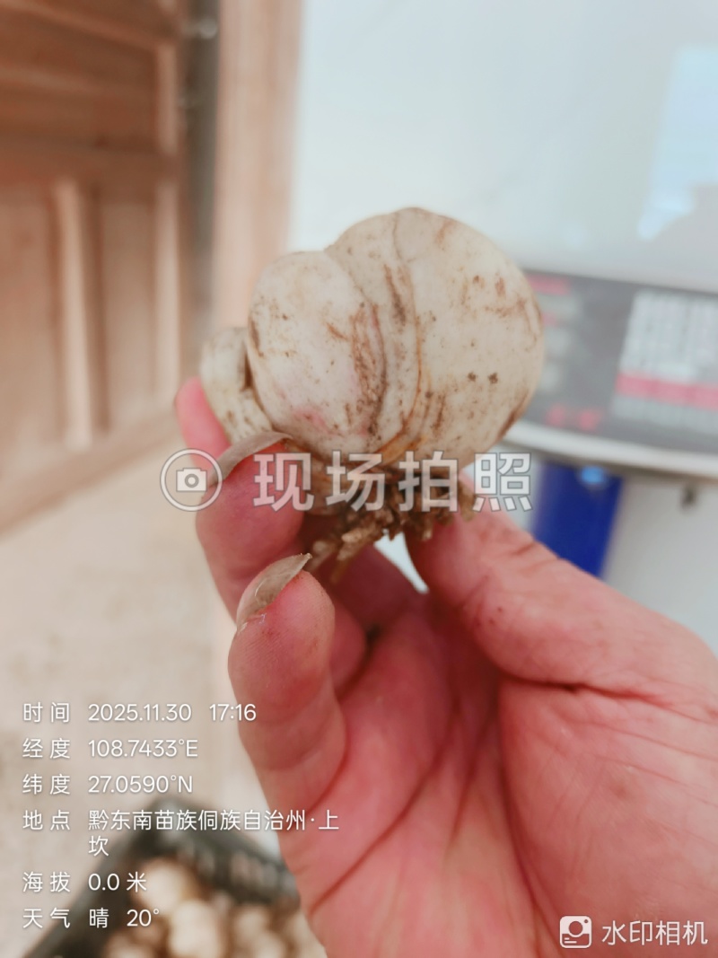 高片精品药食同源百合种球出售品质有保证