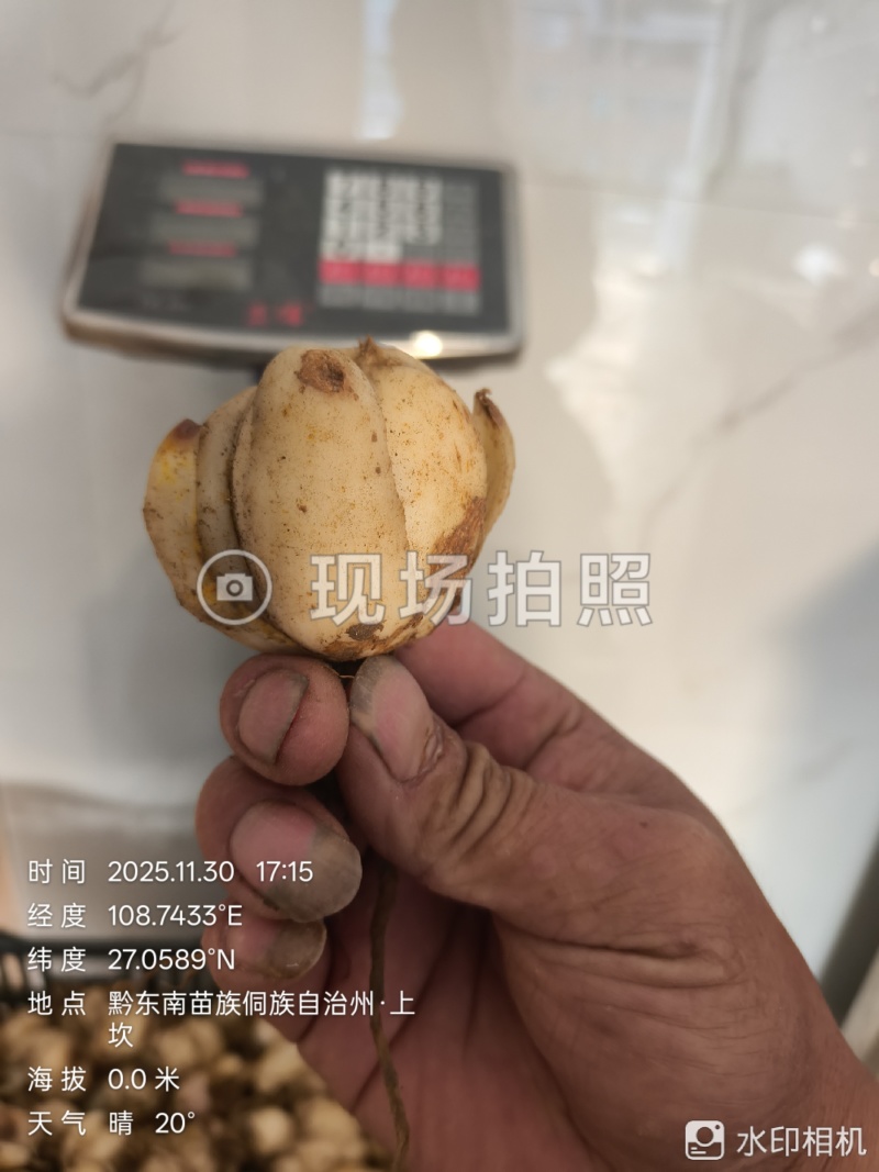 高片精品药食同源百合种球出售品质有保证