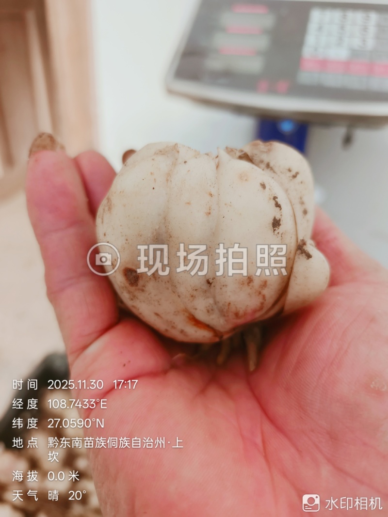 高片精品药食同源百合种球出售品质有保证