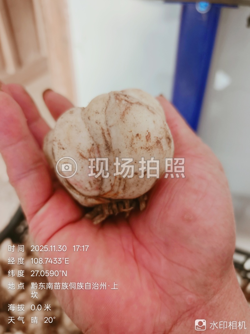 高片精品药食同源百合种球出售品质有保证