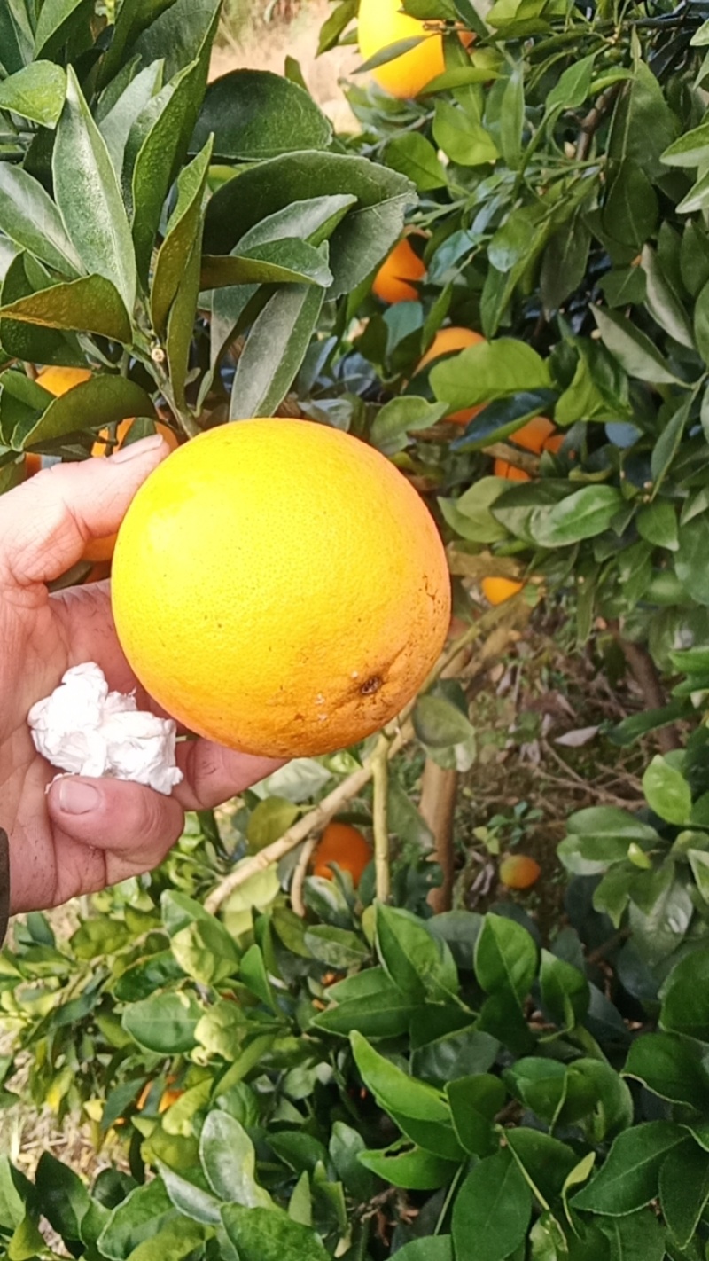 妞荷尔脐橙