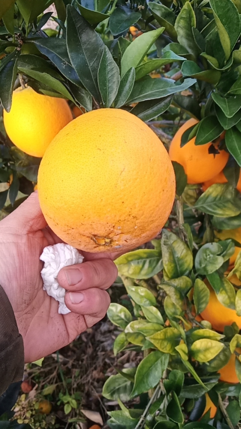 妞荷尔脐橙