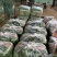 精品菠菜，河南汝州产地直供，常年种植，品质有保障