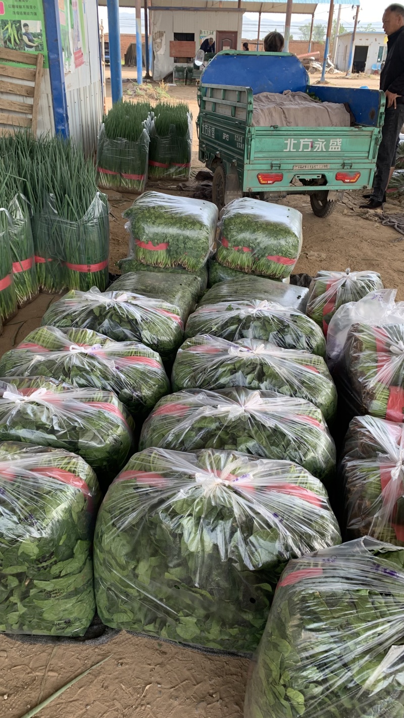 精品菠菜，河南汝州产地直供，常年种植，品质有保障