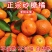 《热卖》广西沙糖桔，对接外贸出口，市场，电商，产地直发，