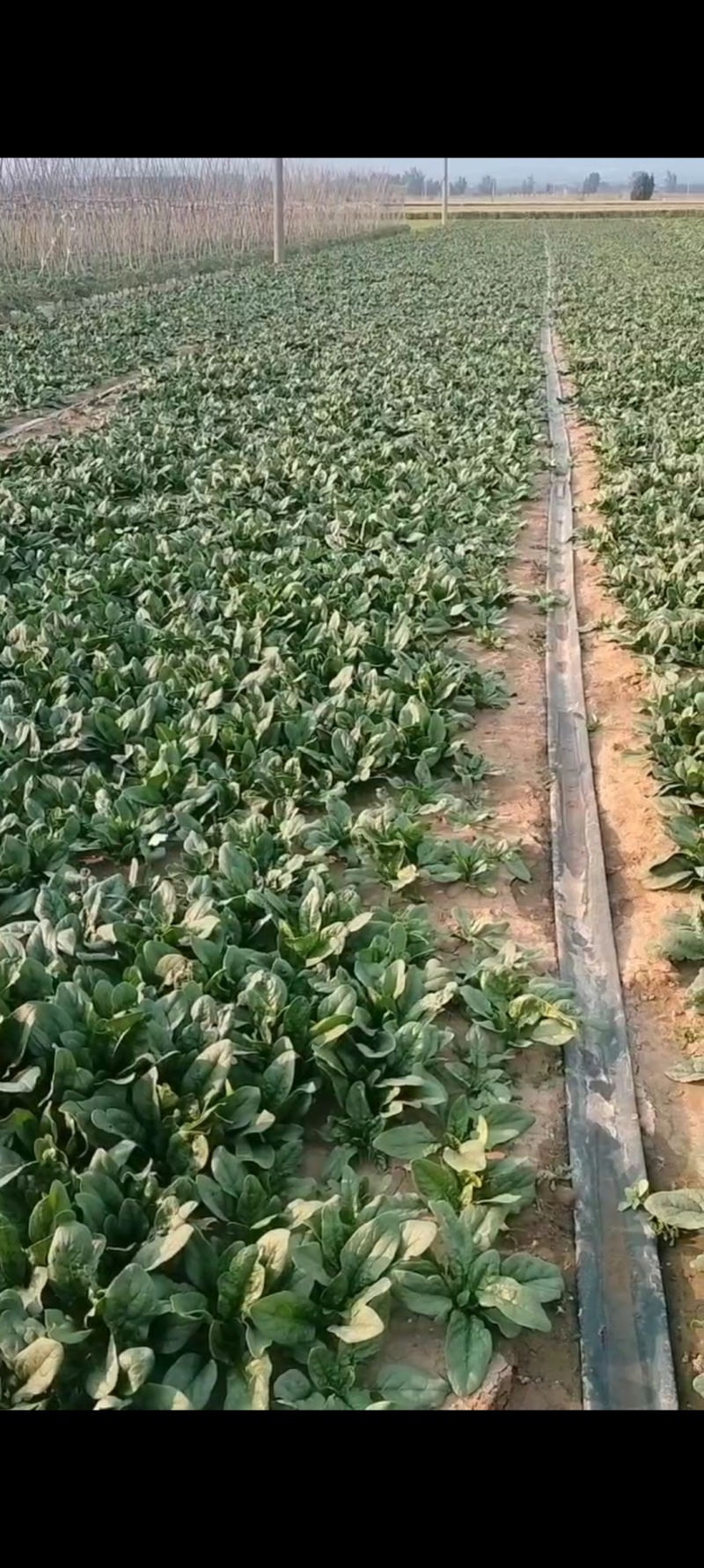 精品菠菜，河南汝州产地直供，常年种植，品质有保障