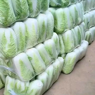 山东白菜/山东肥城白菜/北京三号白菜电商团购一件批发便宜