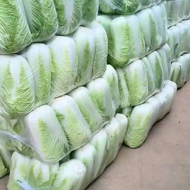 山东白菜/山东肥城白菜/北京三号白菜电商团购一件批发便宜