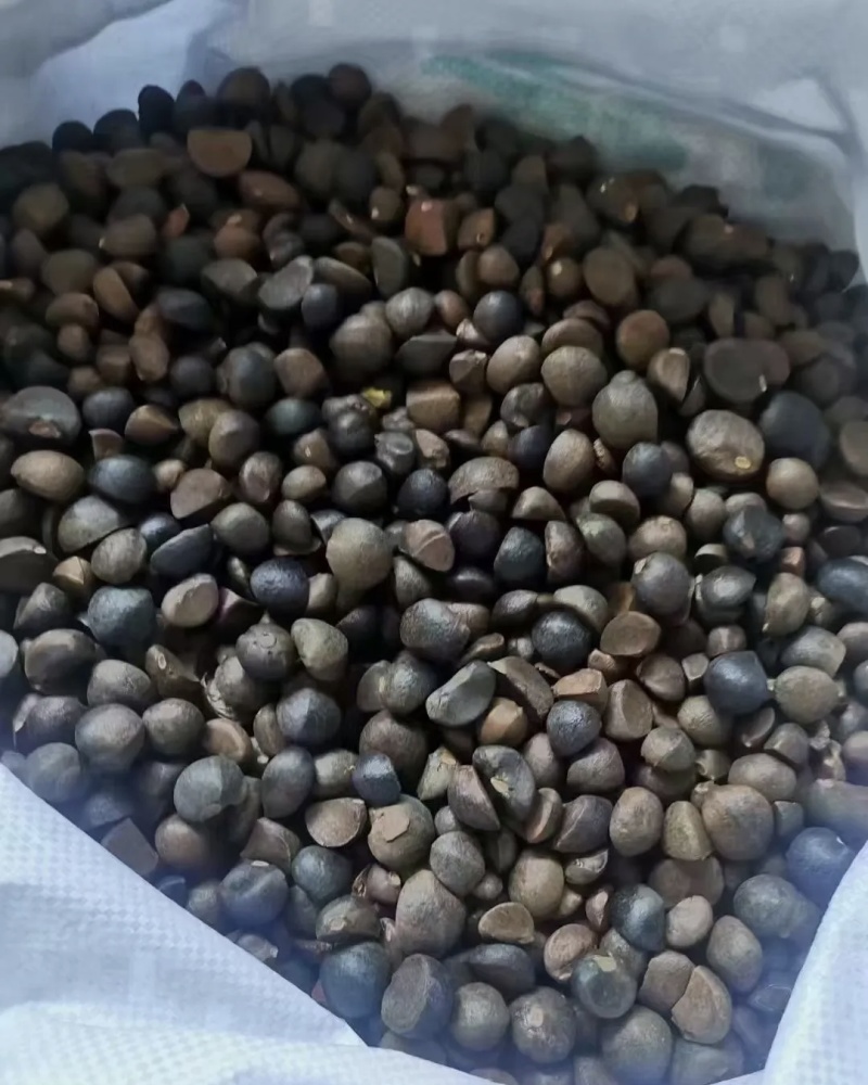 茶油