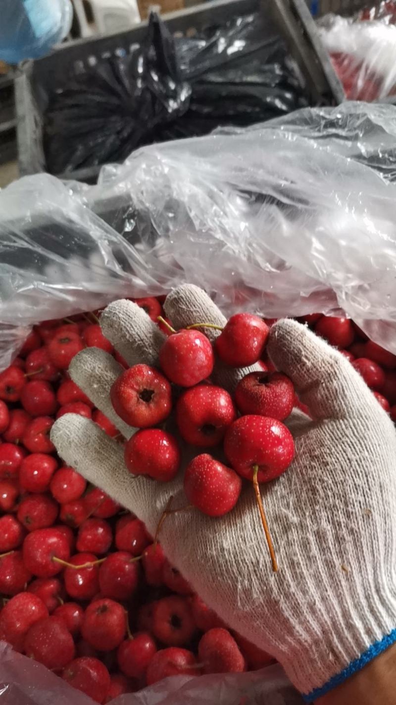 精品甜红子果园农场合作社基地直销包质量包售后