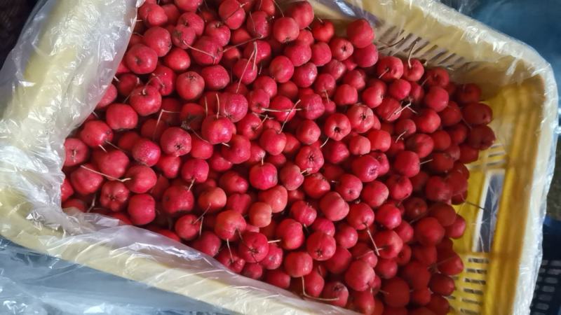 精品甜红子果园农场合作社基地直销包质量包售后