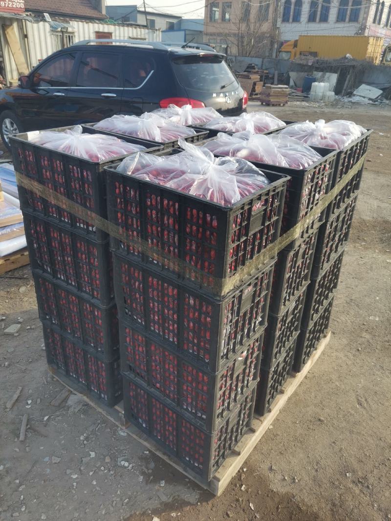 精品甜红子果园农场合作社基地直销包质量包售后