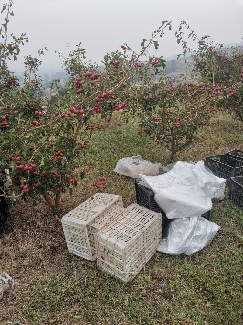 精品甜红子果园农场合作社基地直销包质量包售后