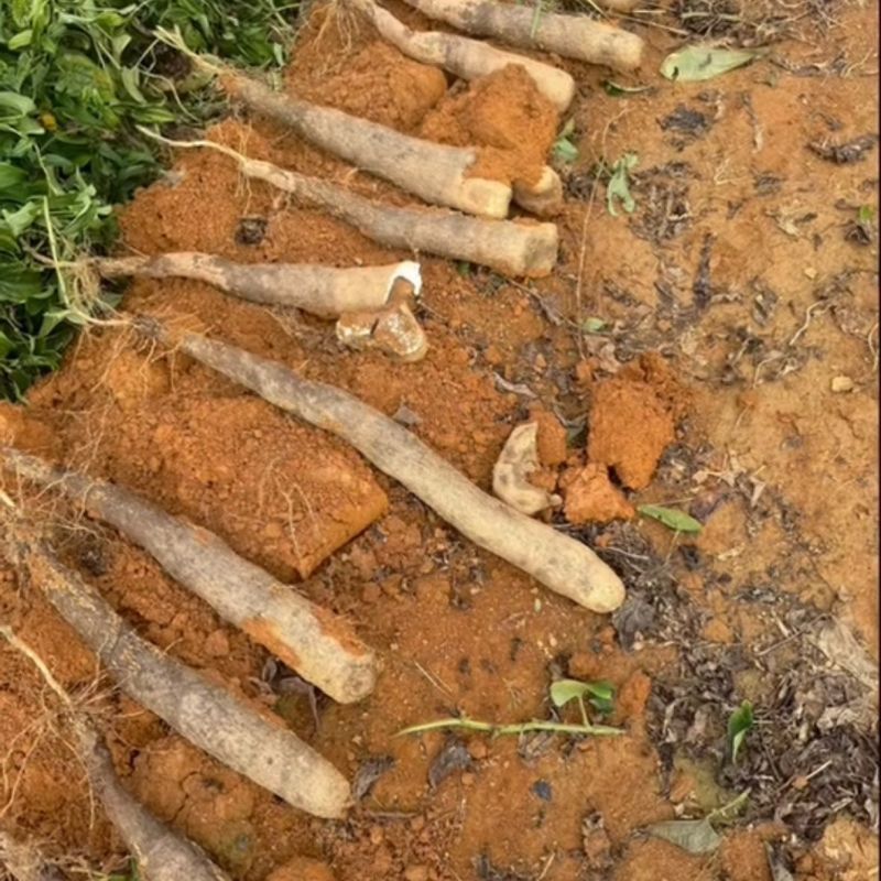 《精选》广西黑鬼淮山药基地直发保质保量对接商超团购电商等