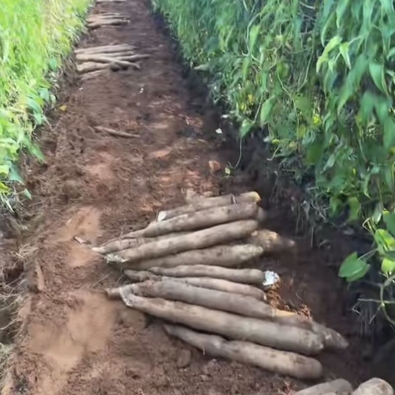 《精选》广西黑鬼淮山药基地直发保质保量对接商超团购电商等