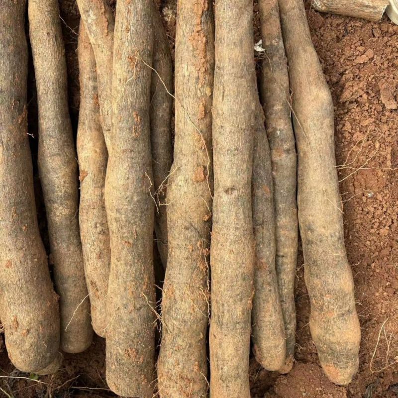 《精选》广西黑鬼淮山药基地直发保质保量对接商超团购电商等