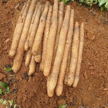 《精选》广西白鬼山药基地直发保质保量对接商超团购电商