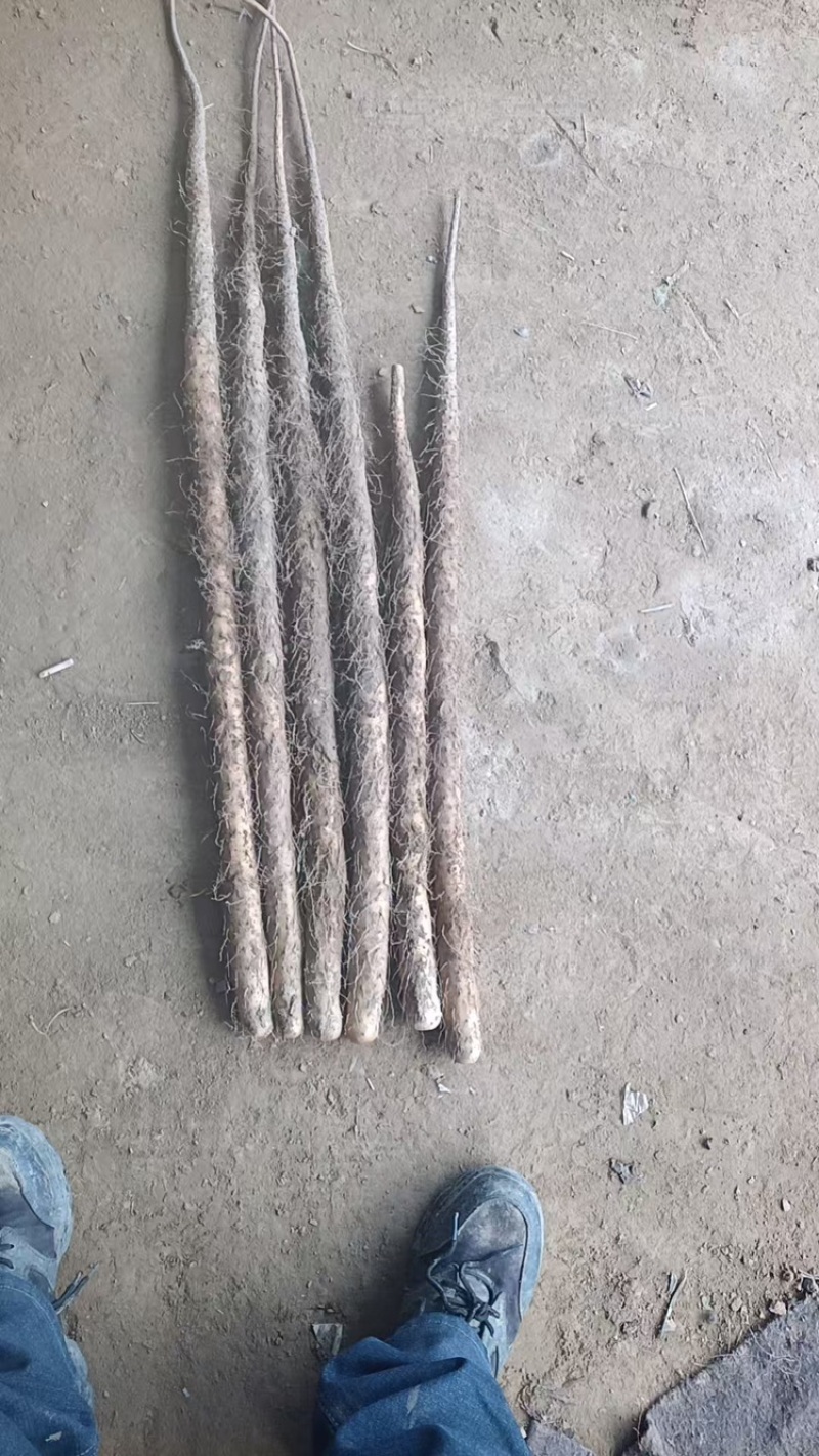 铁棍山药品质保证服务周到产地直发价格美丽