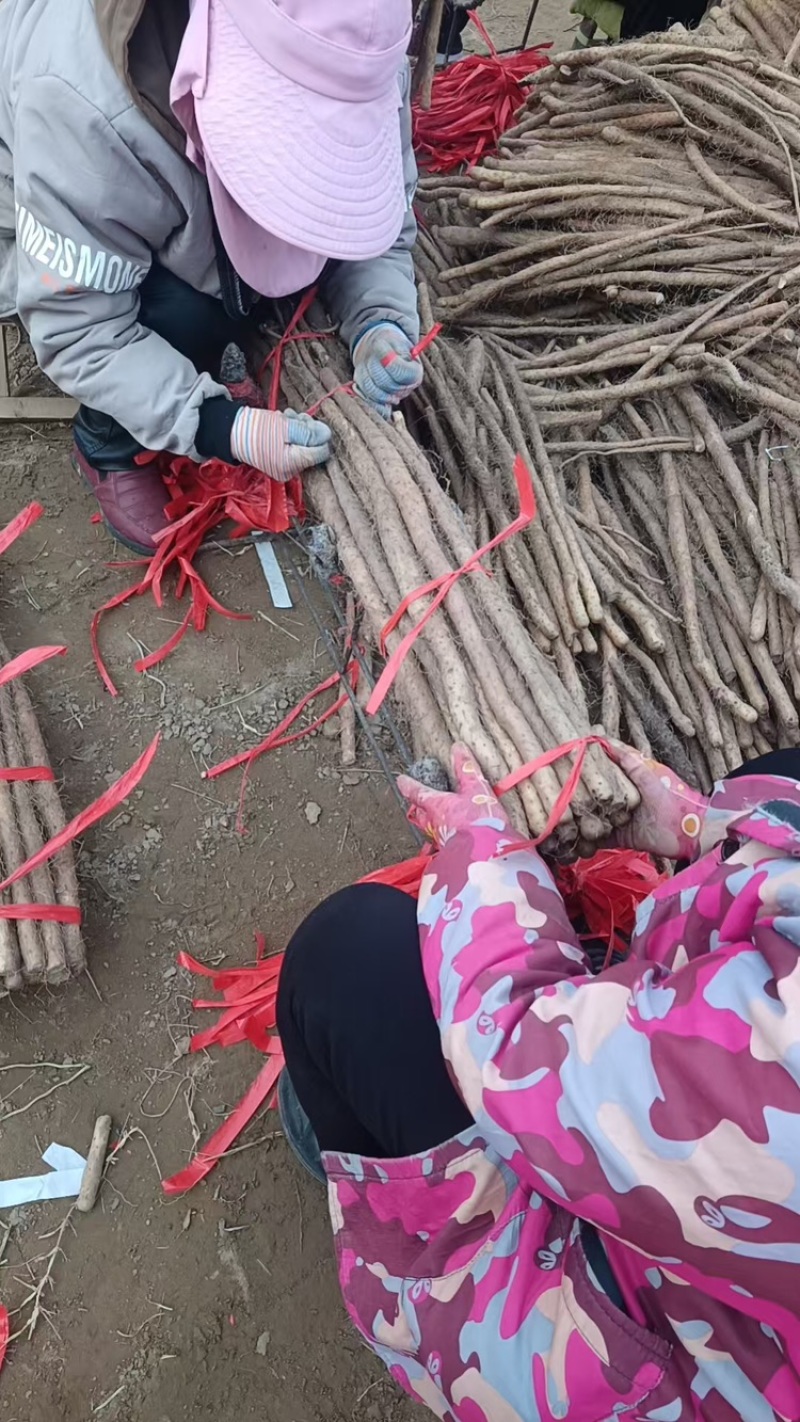 铁棍山药品质保证服务周到产地直发价格美丽