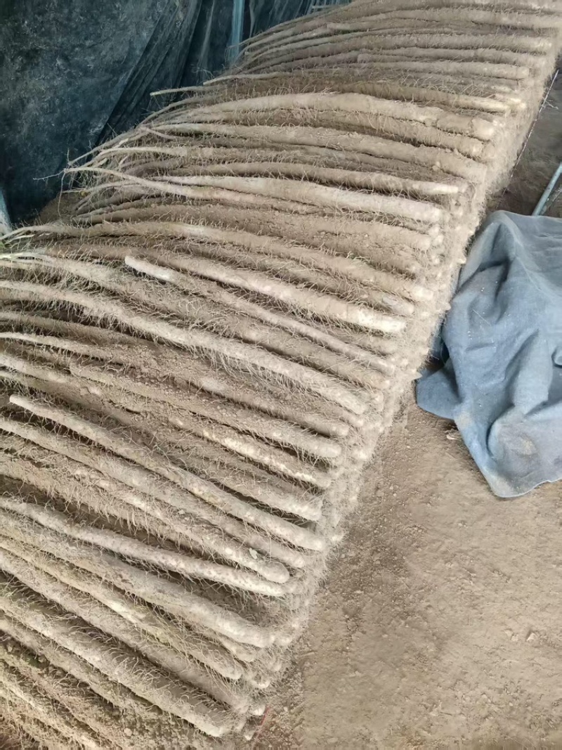 铁棍山药品质保证服务周到产地直发价格美丽