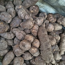 三叶青大货基地直发货源充足，保质保量视频验货