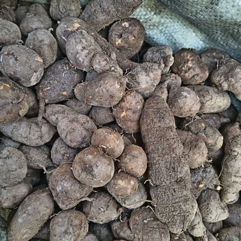 三叶青大货基地直发货源充足，保质保量视频验货