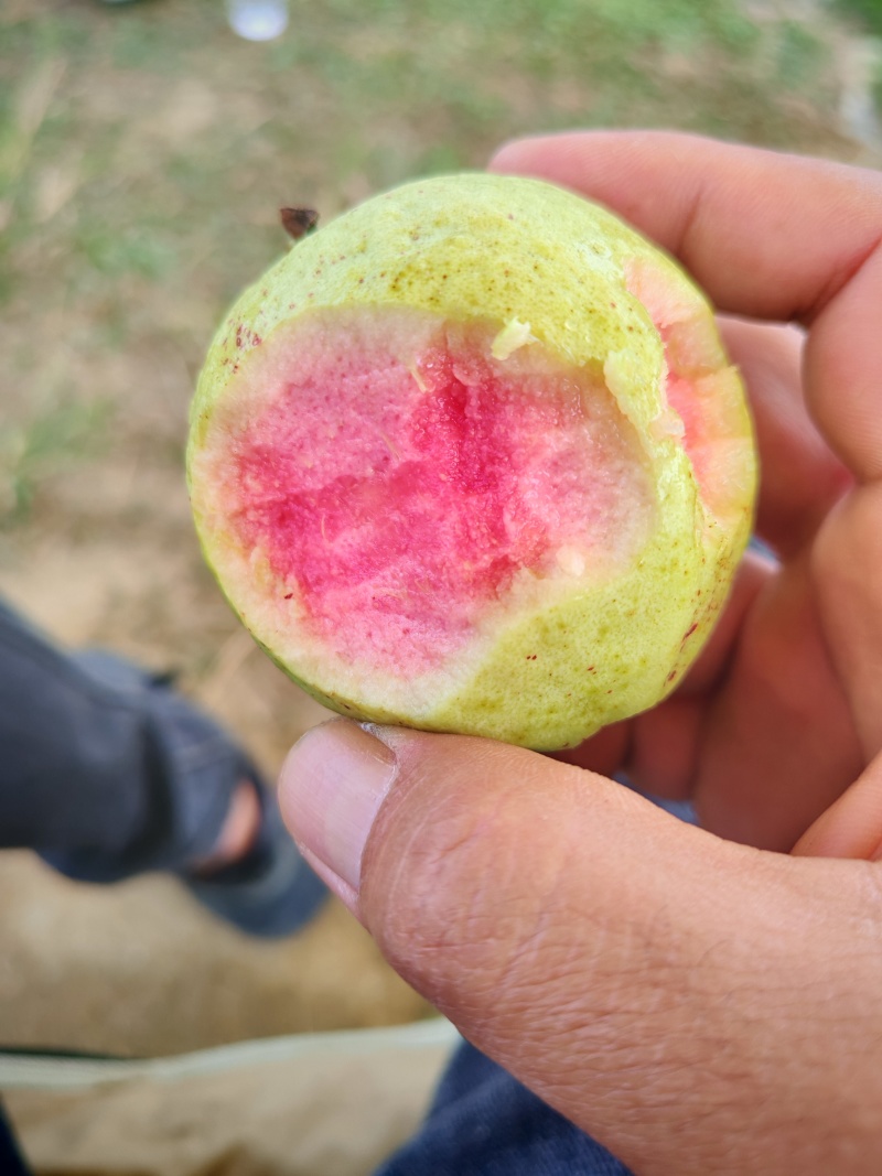 红心芭乐，**好吃台湾品牌红宝石！