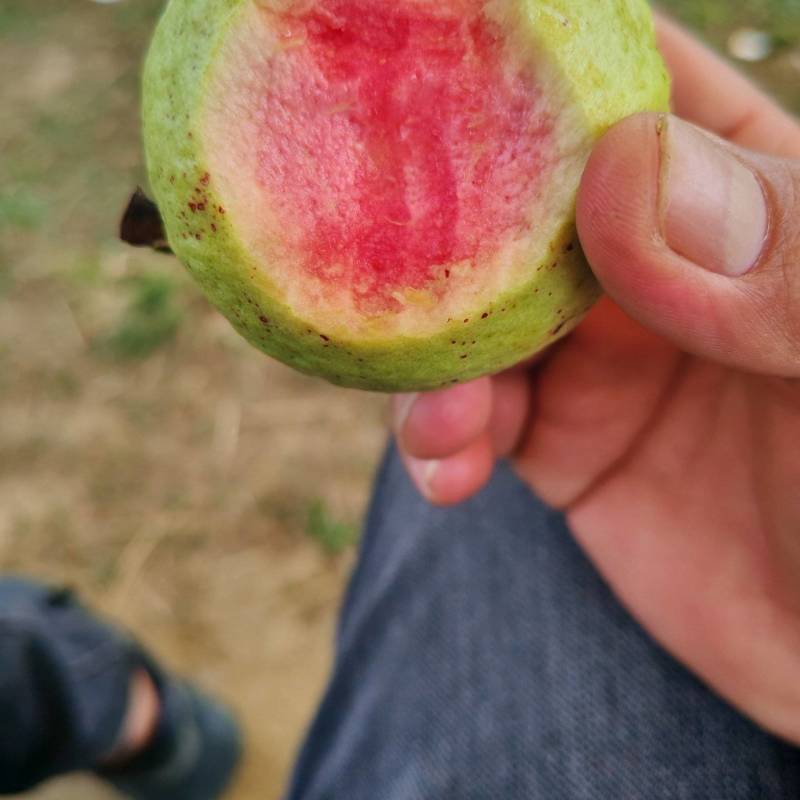 红心芭乐，**好吃台湾品牌红宝石！