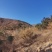 山地果园自养跑山鸡一年笨鸡，二年以上，三年以上，肉质紧实