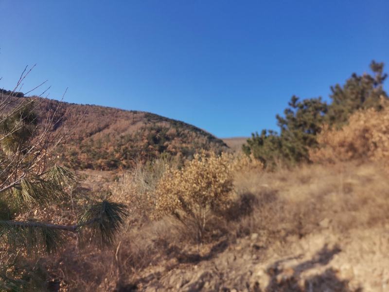 山地果园自养跑山鸡一年笨鸡，二年以上，三年以上，肉质紧实