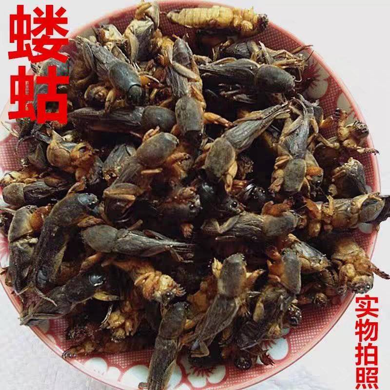 中药材蝼蛄土狗地狗蝲蝲蛄新货过筛无杂质大货供应