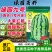 绿园九号石头瓜种子大果红瓤西抗八号西瓜种子中晚熟花皮高产