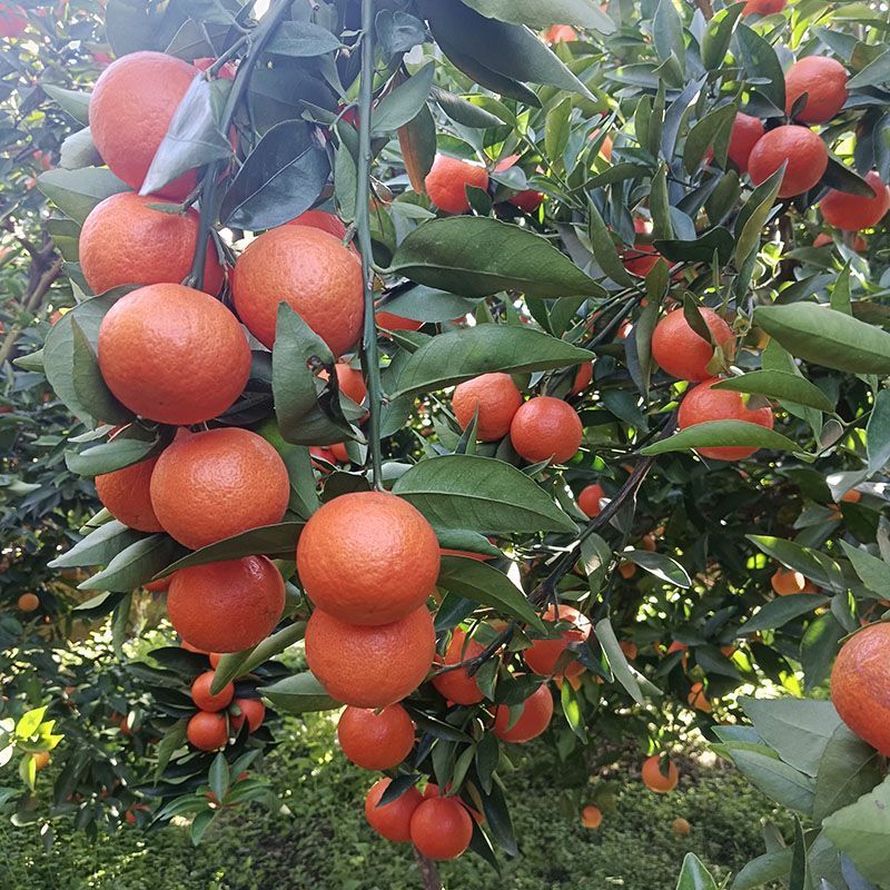 《精选》广西东方红世纪红蜜桔基地直发对接商超团购电商