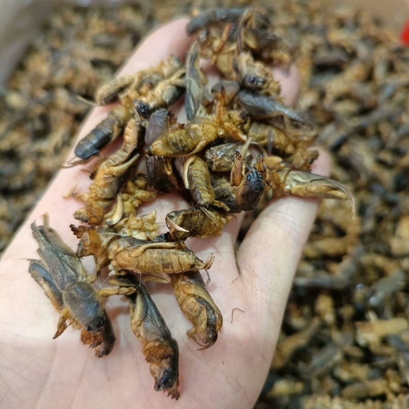 中药材蝼蛄土狗地狗蝲蝲蛄新货过筛无杂质大货供应