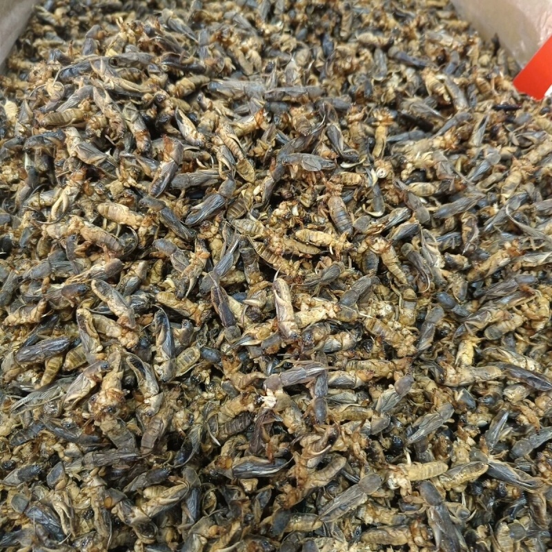 中药材蝼蛄土狗地狗蝲蝲蛄新货过筛无杂质大货供应