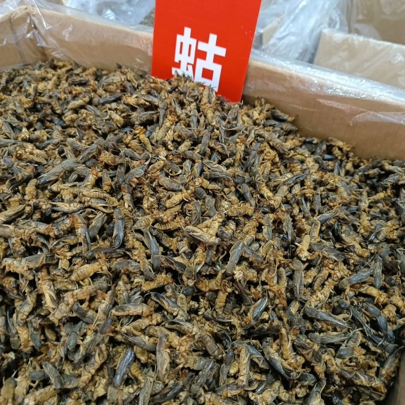 中药材蝼蛄土狗地狗蝲蝲蛄新货过筛无杂质大货供应