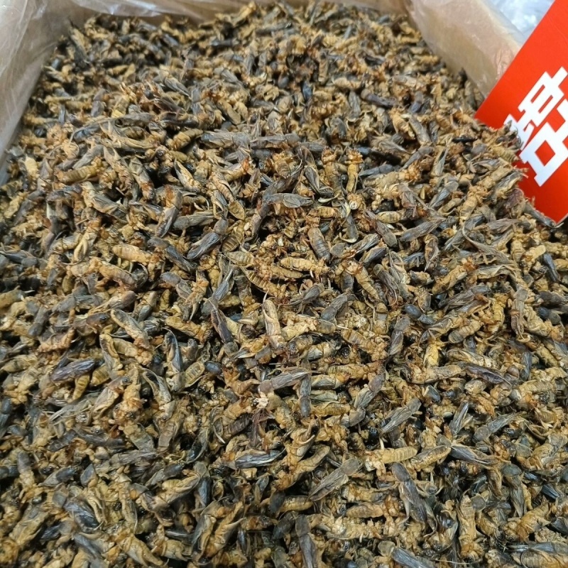 中药材蝼蛄土狗地狗蝲蝲蛄新货过筛无杂质大货供应