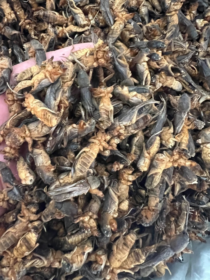 中药材蝼蛄土狗地狗蝲蝲蛄新货过筛无杂质大货供应