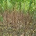 优质桃树品种桃树定植发帽南北种植果树基地