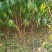 优质桃树品种桃树定植发帽南北种植果树基地