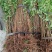 优质桃树品种桃树定植发帽南北种植果树基地