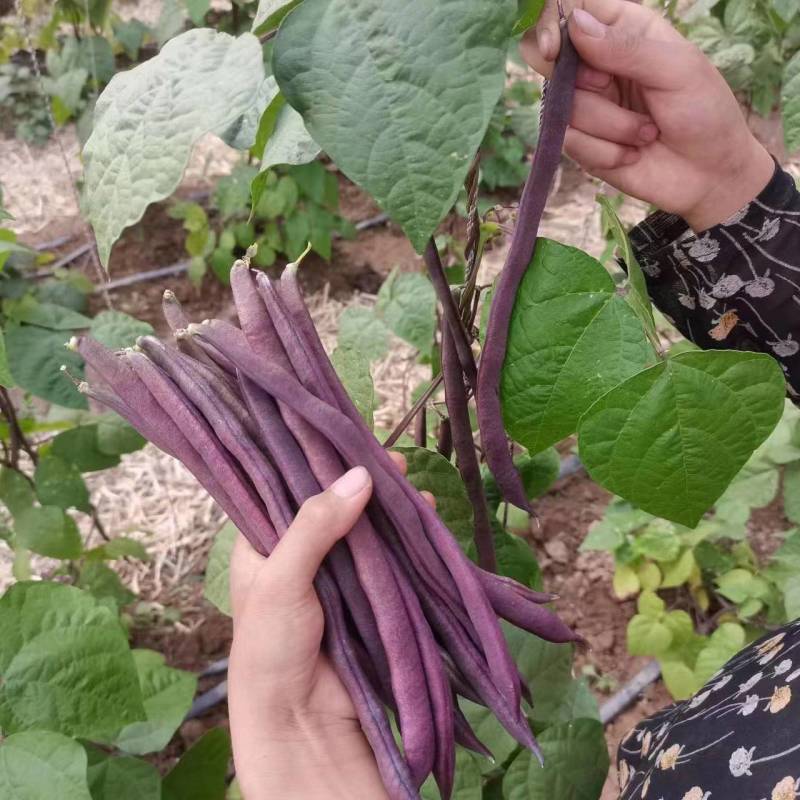 好婆婆红宝石架豆王种子圆扁形肉质厚结荚率高中早熟耐热抗病