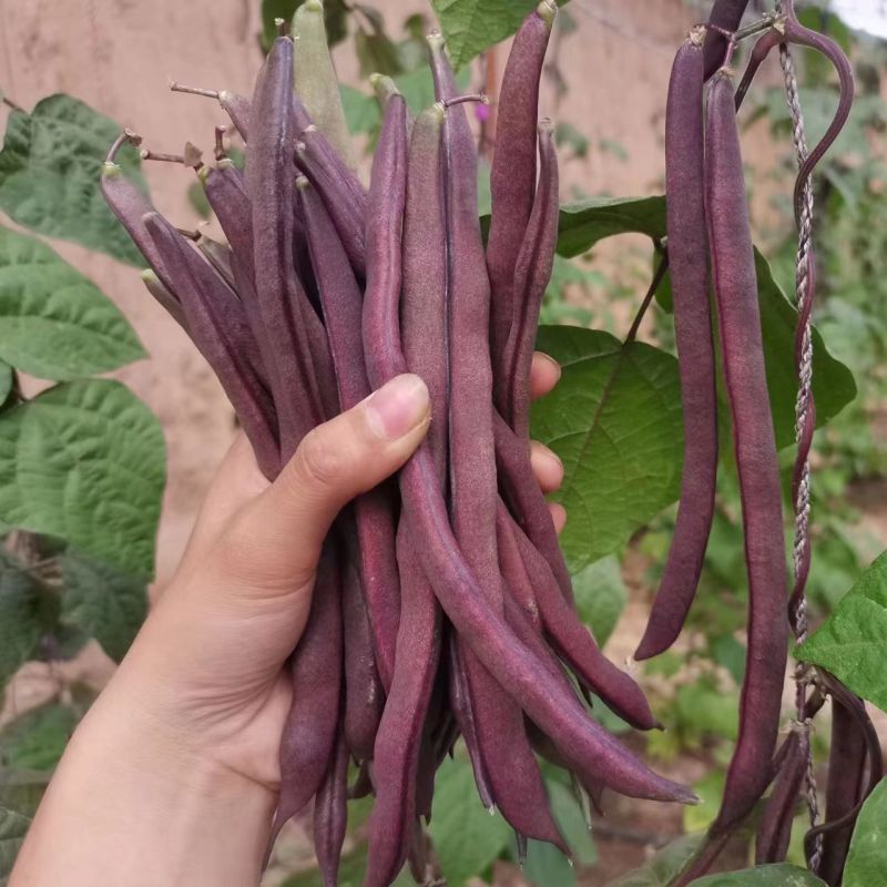 好婆婆红宝石架豆王种子圆扁形肉质厚结荚率高中早熟耐热抗病