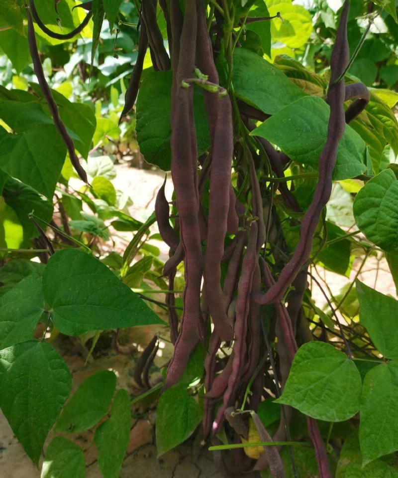 好婆婆红宝石架豆王种子圆扁形肉质厚结荚率高中早熟耐热抗病