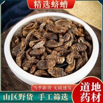 新货无硫中药材蛴螬土蚕老母虫核桃虫蛴螬虫大货供